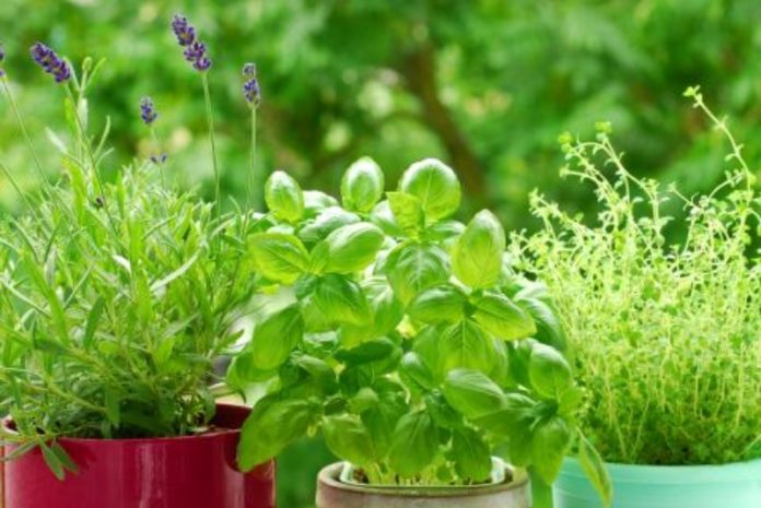 The Herb Society of Nashville's Annual Herb & Plant Sale Returns to The Fairgrounds Nashville in Apr