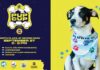 Nashville SC Announces Head Coaches for Inaugural Pup Cup Presented by Mars Petcare and the Pedigree® Brand