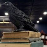 The Raven