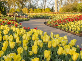 Cheekwood in Bloom 2023.