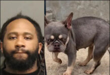 Man Charged with Robbery in Regard to Stolen French Bulldog
